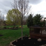 Tree Stump Removal