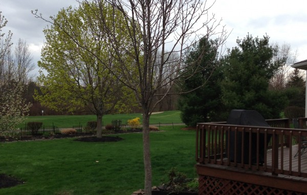 Tree Stump Removal and New Planting